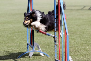 Köpek köpek çeviklik eğitim, sığınak
