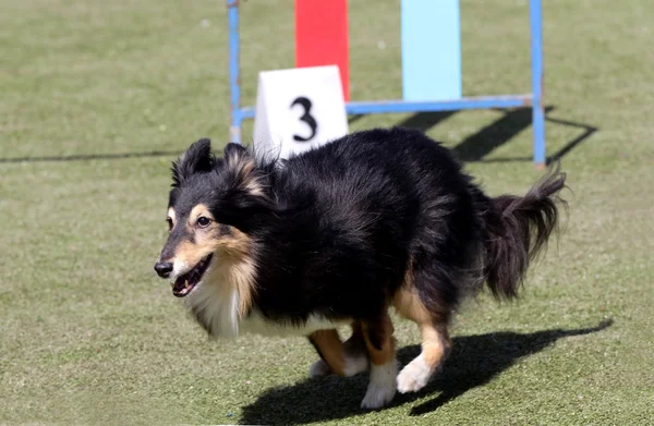 Cane della Sheltie all'atto di formazione su agilità di Cane — Foto Stock