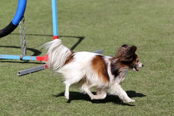 Papillon di cane all'atto di formazione su agilità di cane — Foto Stock