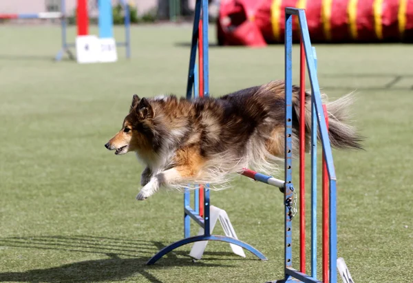 Dog of the Sheltie em treinamento sobre agilidade do cão — Fotografia de Stock
