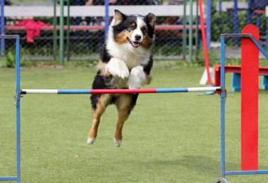 Kenar kömür ocağı köpek köpek çeviklik eğitim