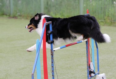 Kenar kömür ocağı köpek köpek çeviklik eğitim