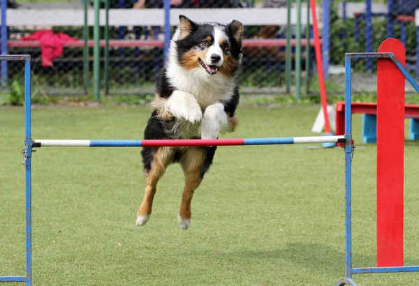 ボーダーコリー犬のアジリティのトレーニングで犬 — ストック写真