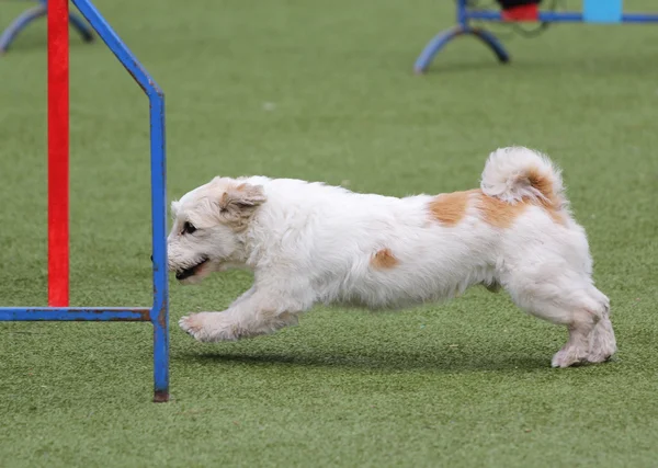 Cane in formazione su agilità del cane — Foto Stock