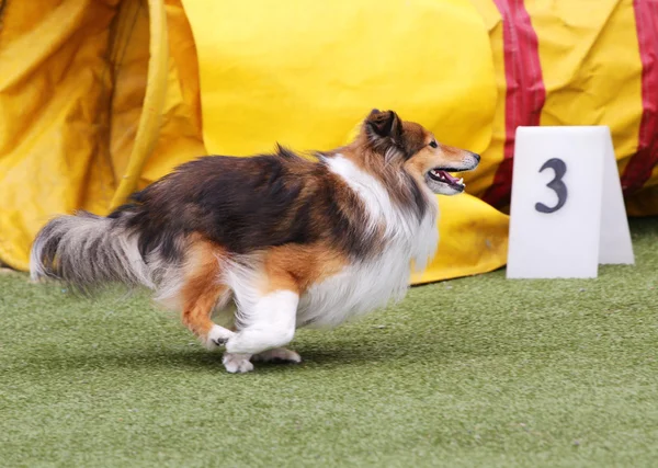 Perro de la Sheltie en el entrenamiento de la agilidad del perro —  Fotos de Stock