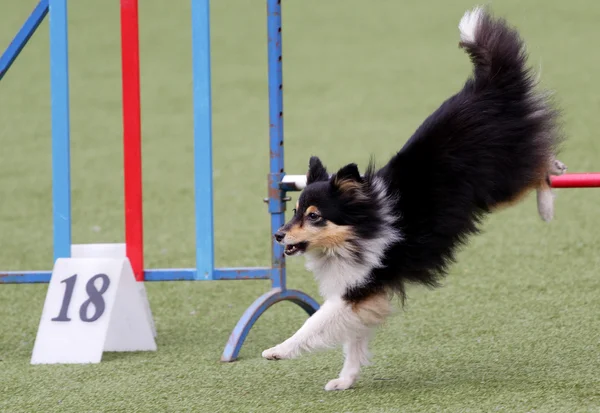 Hond van de Sheltie bij opleidingen op hondbehendigheid — Stockfoto