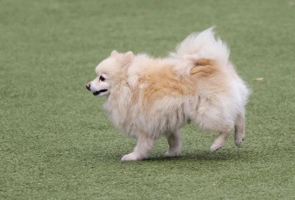 Dog the spitz-dog at training on Dog agility — Stock Photo, Image