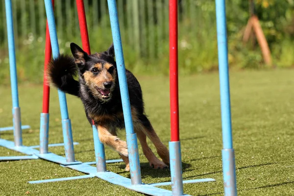 Hund på utbildning på hund agility — Stockfoto