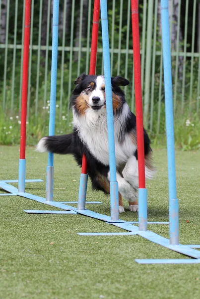 Gränsen Collie hund på utbildning på hund agility — Stockfoto