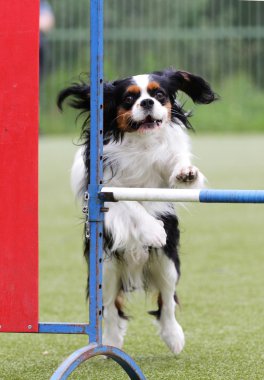 Köpek bir spaniel köpek çeviklik eğitim