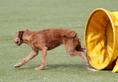 Belgili tanımlık İrlandalı korkunç köpek çeviklik eğitim, köpek