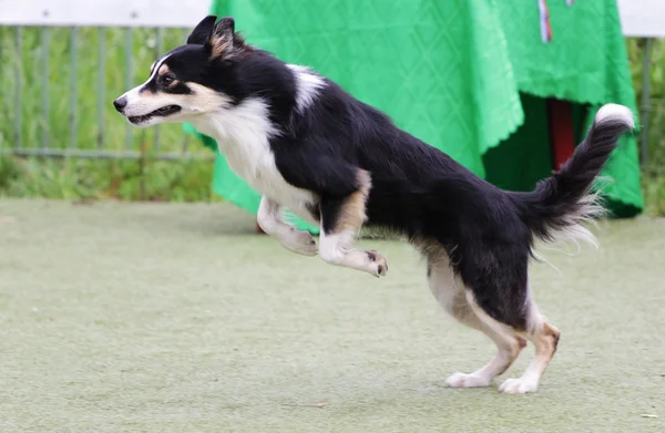 Border kolie pes při výcviku psa agility — Stock fotografie