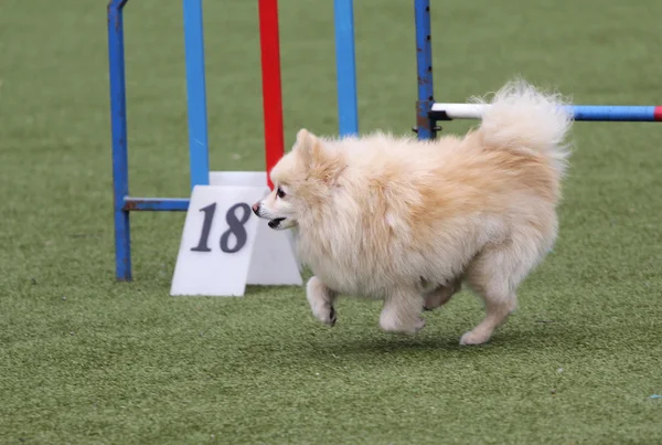 El perro spitz-dog al entrenamiento sobre la agilidad del perro —  Fotos de Stock