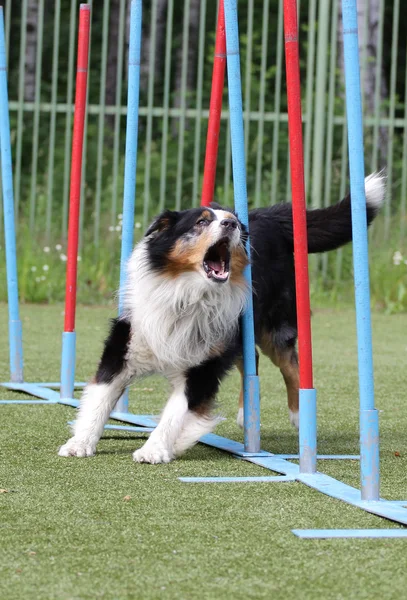 ボーダーコリー犬のアジリティのトレーニングで犬 — ストック写真