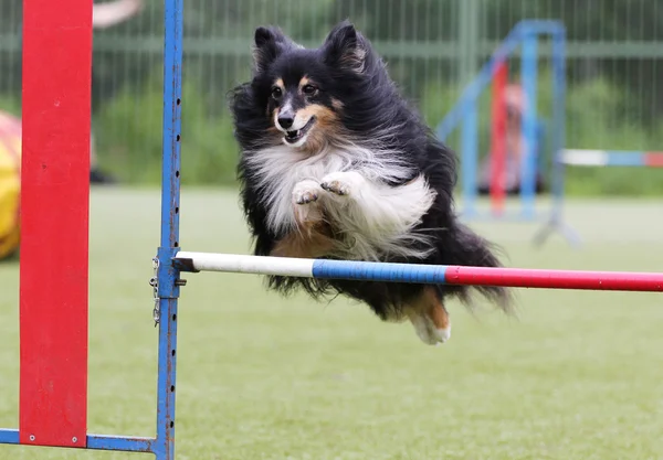 Dog of the Sheltie at training on Dog agility