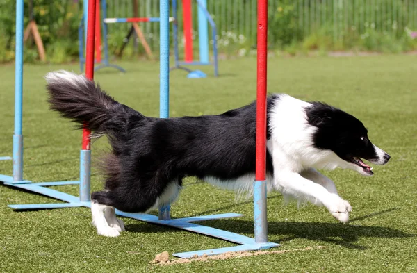 Border Collie Hund beim Training zur Beweglichkeit des Hundes — Stockfoto