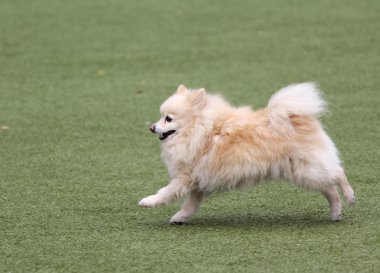 Köpek çeviklik eğitim, spitz