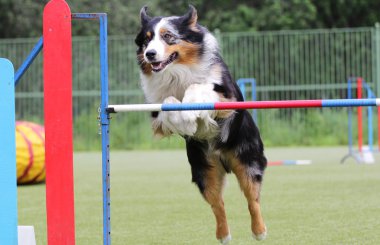 Kenar kömür ocağı köpek çeviklik eğitim