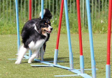 Kenar kömür ocağı köpek çeviklik eğitim
