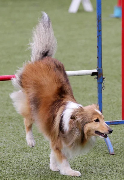 在敏捷性训练牧羊犬 — 图库照片