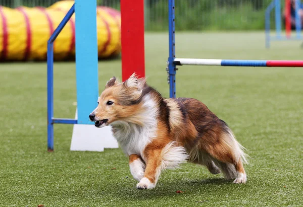 Hond van de Sheltie bij opleidingen op Behendigheid — Stockfoto