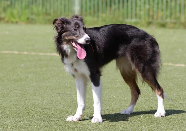 Gränsen Collie hund på utbildning på agility — Stockfoto