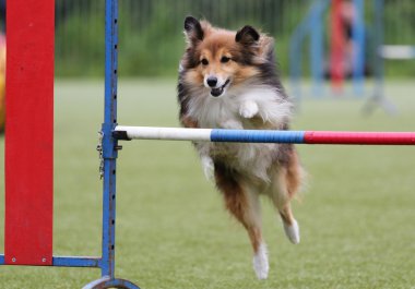 Köpek çeviklik eğitim, sığınak