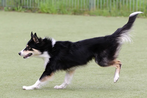 Gränsen Collie hund på utbildning på agility — Stockfoto