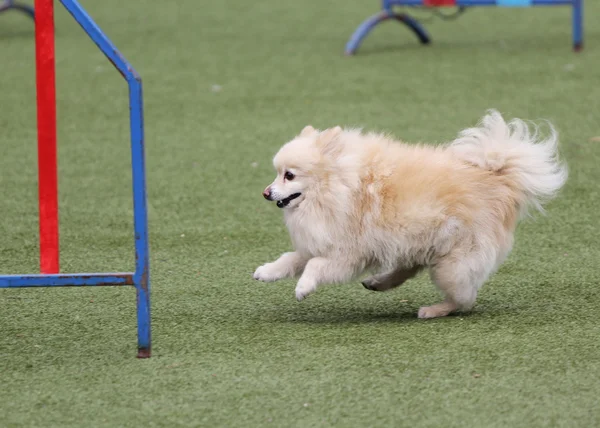 Cane lo spitz all'atto di formazione su agilità — Foto Stock