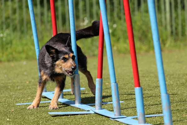 Собака на тренуваннях з маневреності — стокове фото