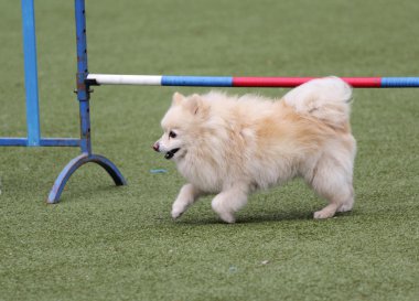 Köpek çeviklik eğitim, spitz