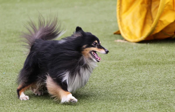 Hund av Sheltie på utbildning på agility — Stockfoto
