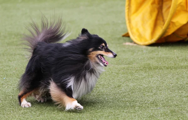 在敏捷性训练牧羊犬 — 图库照片