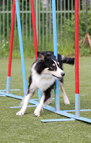 Border Collie dog at training on agility