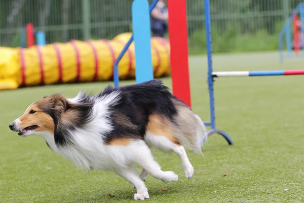 Cane dello Sheltie all'atto di formazione su agilità — Foto Stock