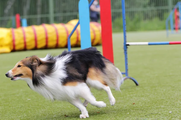 Hond van de Sheltie bij opleidingen op Behendigheid Rechtenvrije Stockafbeeldingen