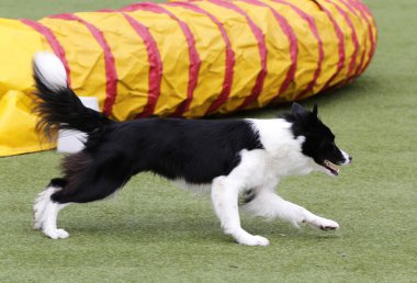 Kenar kömür ocağı köpek çeviklik eğitim