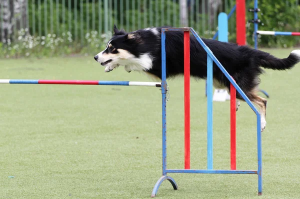 Confine Collie cane all'atto di formazione su agilità — Foto Stock