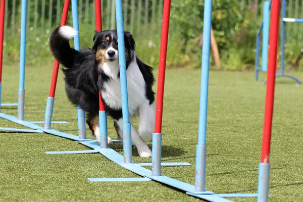 Border Collie hond bij opleidingen op Behendigheid Stockafbeelding