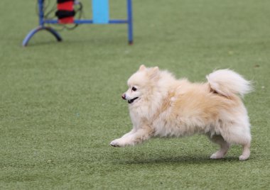 Köpek çeviklik eğitim, spitz