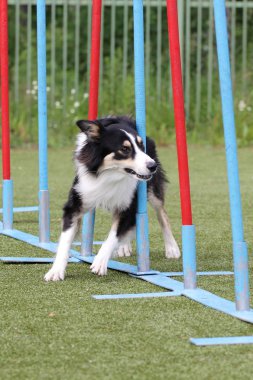 Kenar kömür ocağı köpek çeviklik eğitim