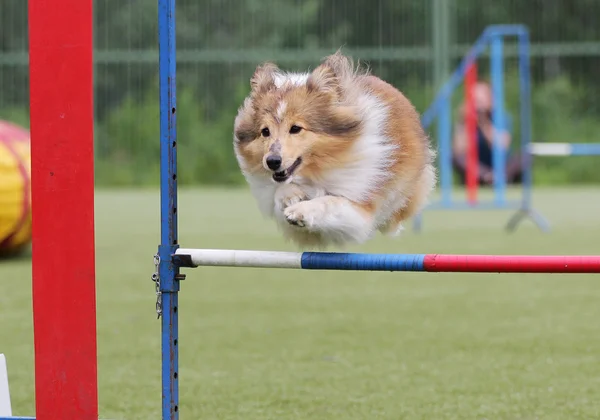 Hund av Sheltie på utbildning på agility — Stockfoto