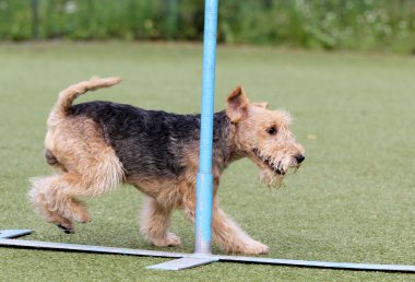 Lakeland korkunç köpek çeviklik eğitim