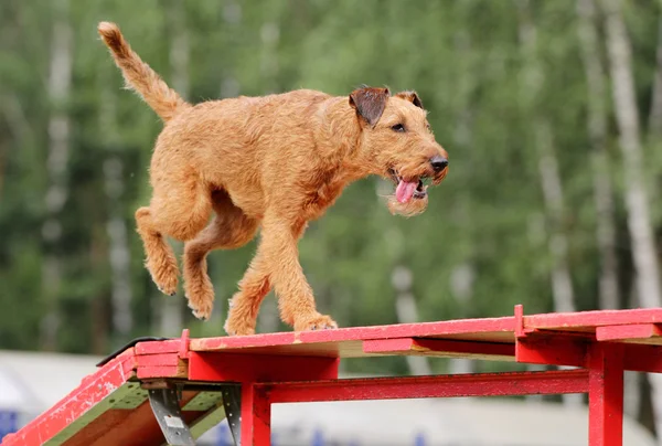 O terrier irlandês em treinamento de agilidade de Cão — Fotografia de Stock