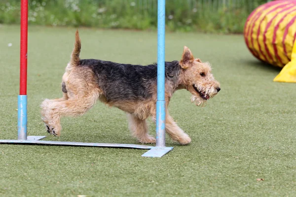 Lakeland terriër op opleiding van hondbehendigheid — Stockfoto