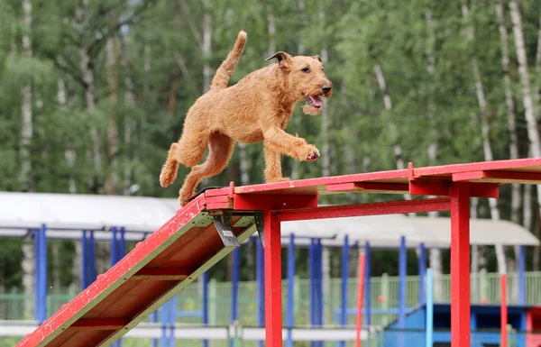 爱尔兰梗犬敏捷性训练 — 图库照片