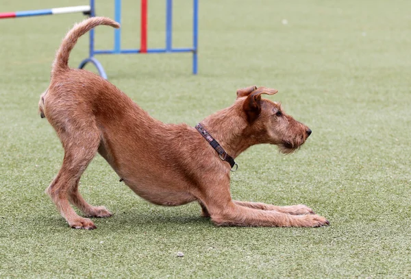 El terrier irlandés en el entrenamiento de la agilidad Perro — Foto de Stock