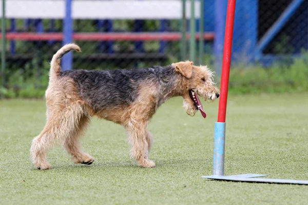 Terrier di Lakeland all'atto di formazione di agilità di Cane — Foto Stock