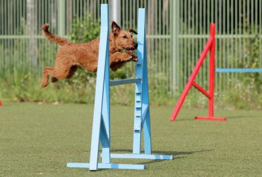 Eğitim köpek çeviklik, İrlandalı korkunç