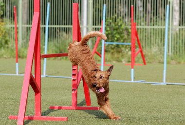 Eğitim köpek çeviklik, İrlandalı korkunç